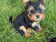 Pui yorkshire terrier