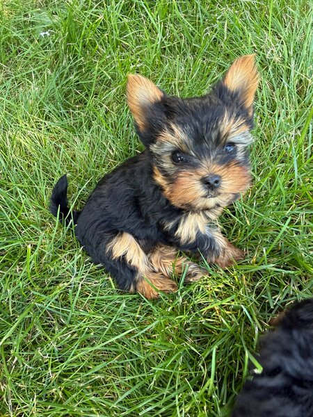 Pui yorkshire terrier