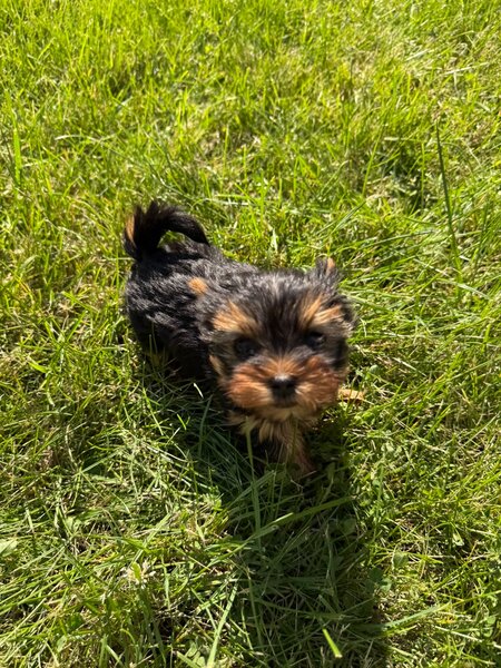 Pui yorkshire terrier