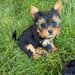 Pui yorkshire terrier