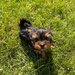 Pui yorkshire terrier